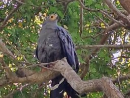 African harrier-hawk in a suburban tree